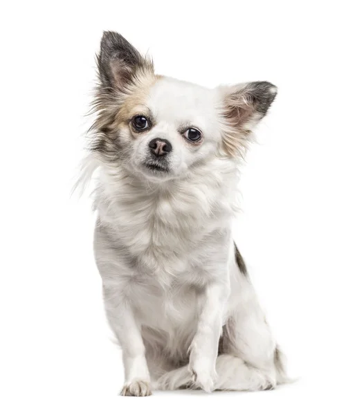 Chihuahua sitzend, isoliert auf weiß — Stockfoto