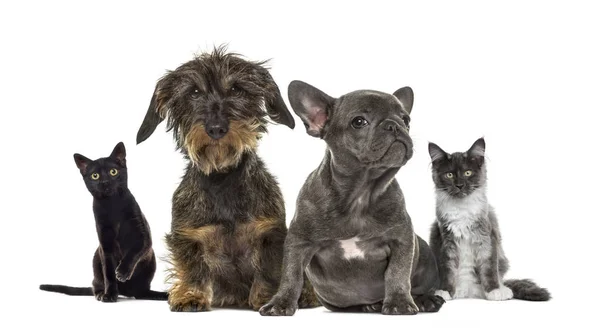 Groep van kittens en pups zitten, geïsoleerd op wit — Stockfoto