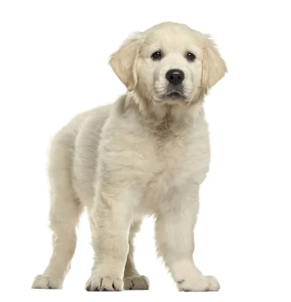 Golden retriever köpek yavrusu ayakta, üzerinde beyaz izole — Stok fotoğraf