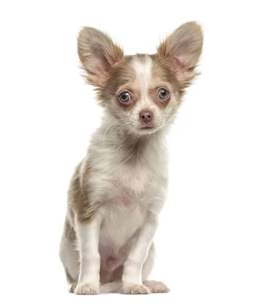 Chihuahua sentado, aislado sobre blanco — Foto de Stock