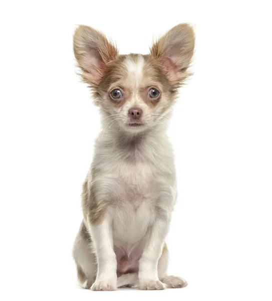 Chihuahua seduta, isolata su bianco — Foto Stock