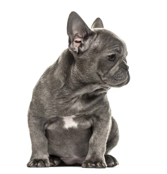 Grigio francese bulldog cucciolo seduto, isolato su bianco — Foto Stock