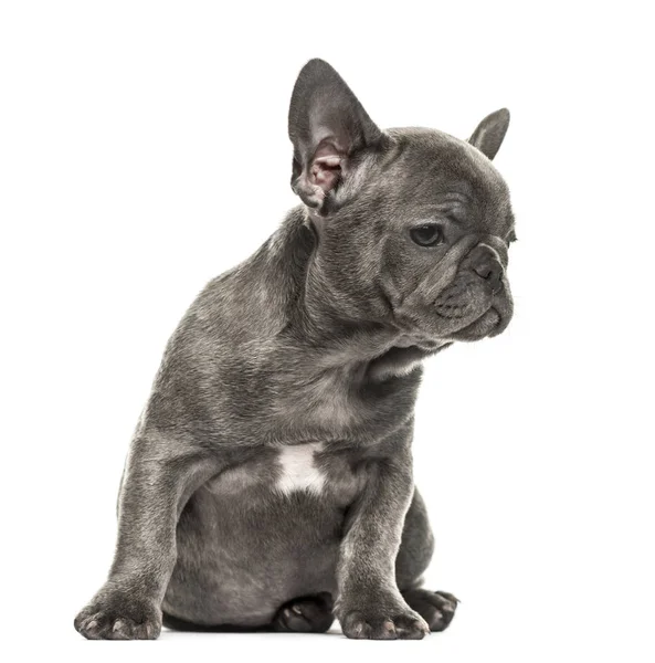 Grigio francese bulldog cucciolo seduto, isolato su bianco — Foto Stock