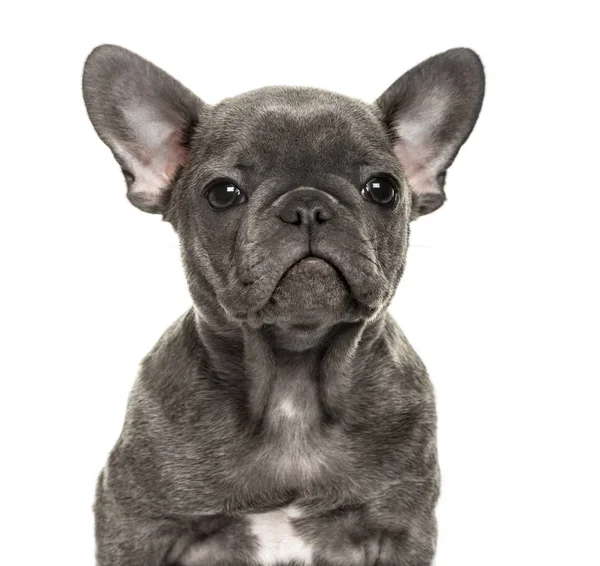 Nahaufnahme eines französischen Bulldoggen-Welpen, isoliert auf weiß — Stockfoto