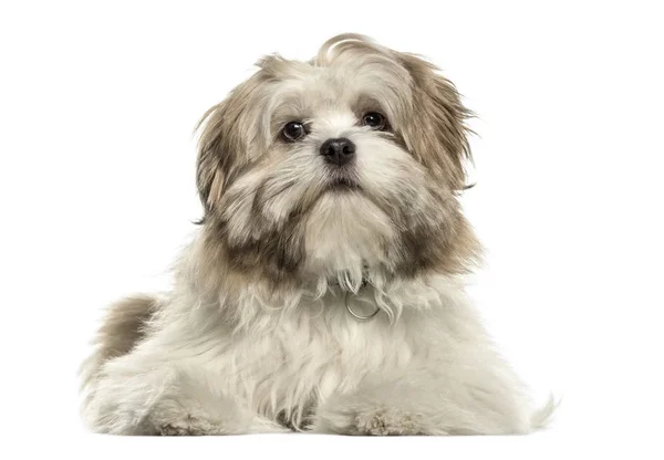 Lhasa apso deitado olhando para a câmera, isolado em branco — Fotografia de Stock