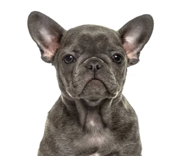 Close-up van een Franse bulldog pup, geïsoleerd op wit — Stockfoto