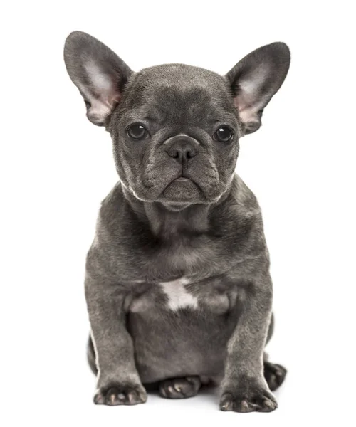 Grijze Franse bulldog pup zitten, geïsoleerd op wit — Stockfoto