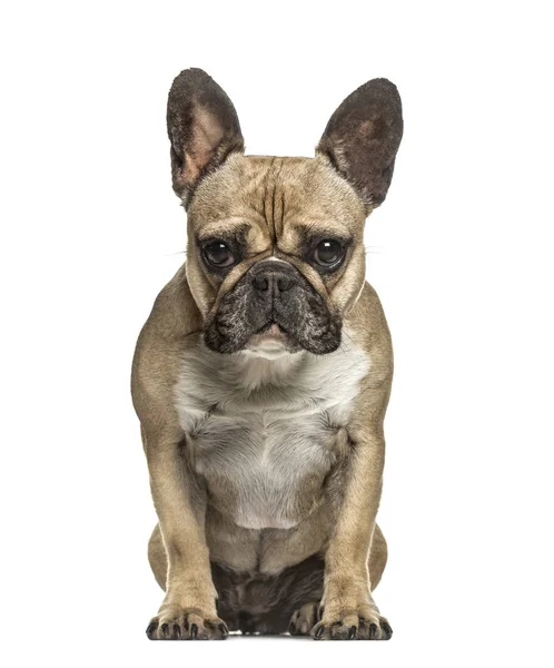 Bulldog francés mirando a la cámara, aislado en blanco —  Fotos de Stock