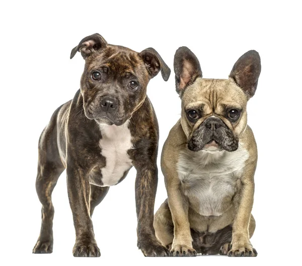 Personnel américain et bouledogue français, isolé sur blanc — Photo