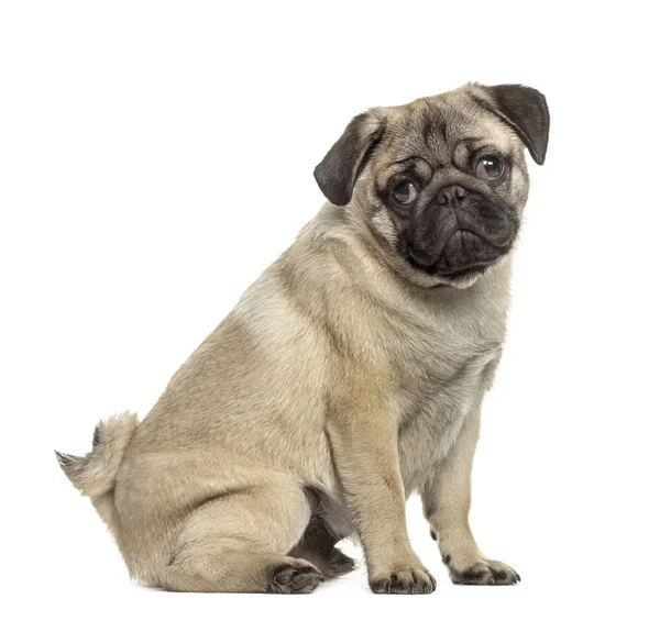 Vista lateral de un pug sentado, aislado en blanco — Foto de Stock