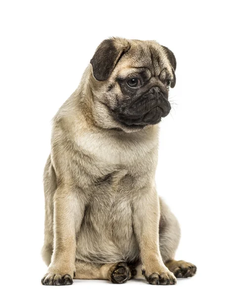 Mops sitzend, isoliert auf weiß — Stockfoto