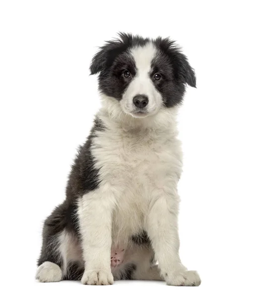 Border collie catelus așezat, izolat pe alb — Fotografie, imagine de stoc