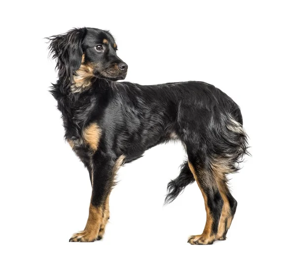 Close-up of a mixed-breed dog looking backwards, isolated on whi — Stock Photo, Image