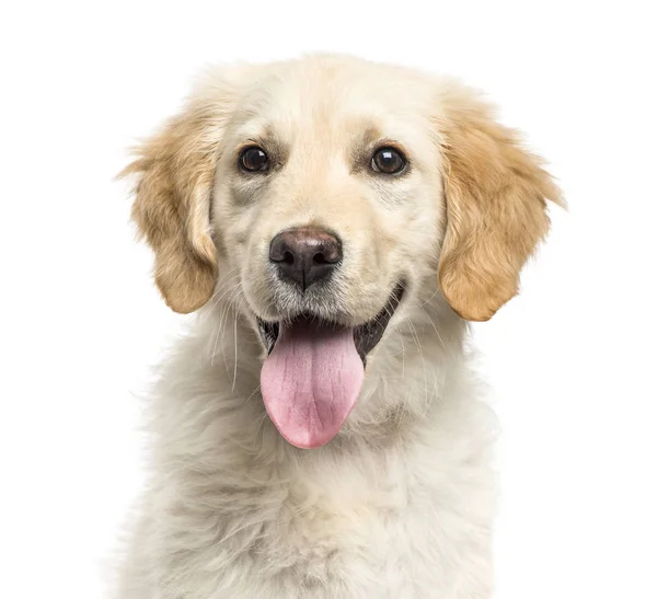 Close-up de um dourado Retriever ofegante, isolado em branco — Fotografia de Stock