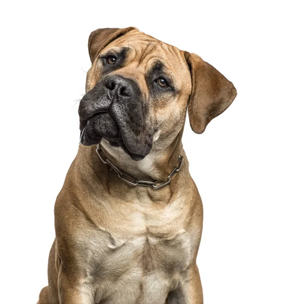 Close-up de um bullmastiff, isolado em branco — Fotografia de Stock