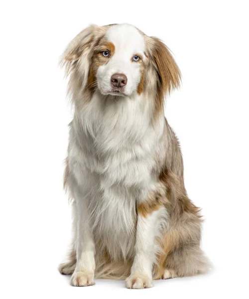 Australian Shepherd sitting, isolated on white — Stock Photo, Image