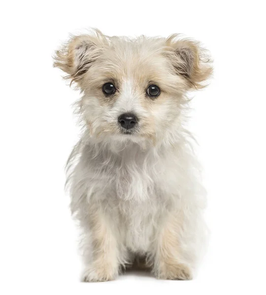 Beyaz izole kamera bakarak köpek yavrusu crossbreed — Stok fotoğraf