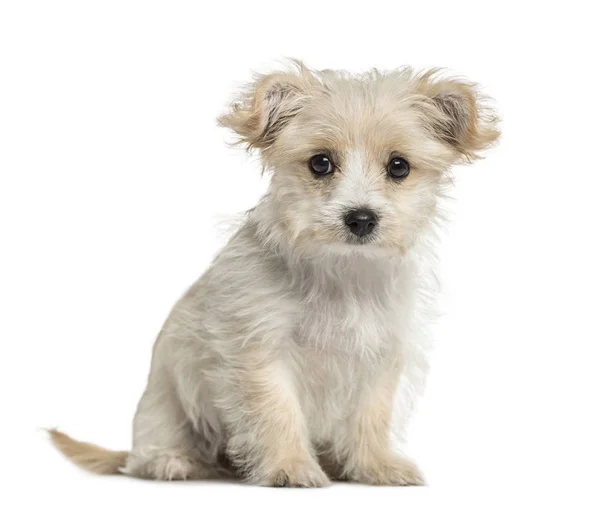 Собака кроссворд щенок сидя, изолированные на белом — стоковое фото