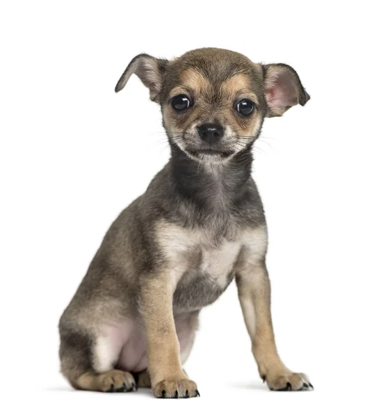 Chihuahua pup zitten, geïsoleerd op wit — Stockfoto