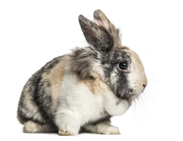 Domestic rabbit sitting, isolated on white — Stock Photo, Image