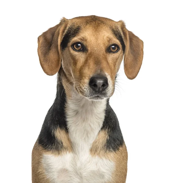 Primer plano de un perro de raza cruzada, aislado en blanco —  Fotos de Stock