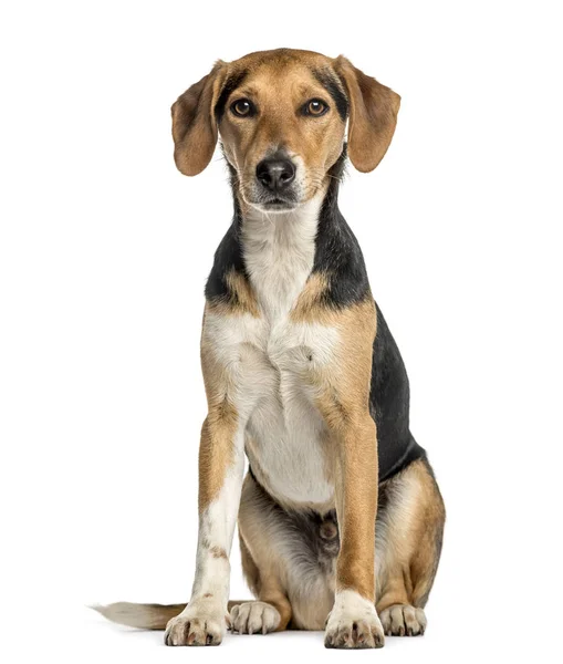 Crossbreed dog sitting, isolated on white — Stock Photo, Image