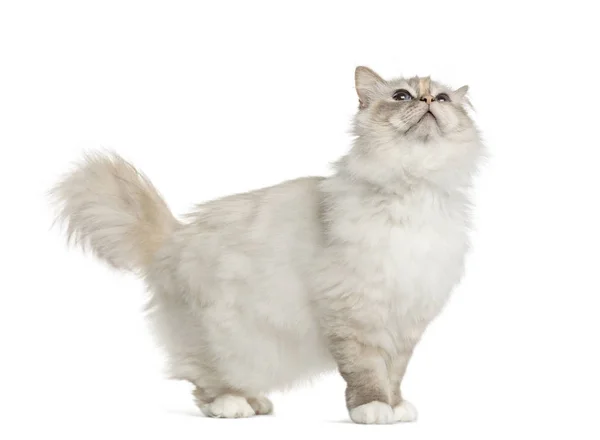 Birman standing and looking up, isolated on white — Stock Photo, Image