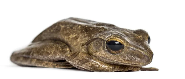 Grenouille commune couchée, isolée sur blanc — Photo