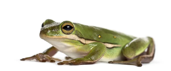 Американський зелений деревна жаба, ізольовані на білому — стокове фото