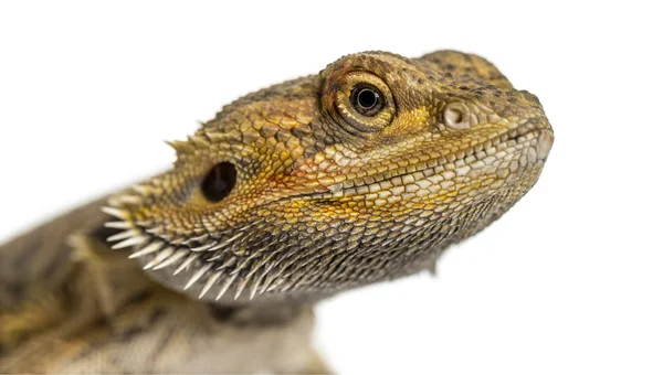 Nahaufnahme eines bärtigen Drachen, isoliert auf weiß — Stockfoto