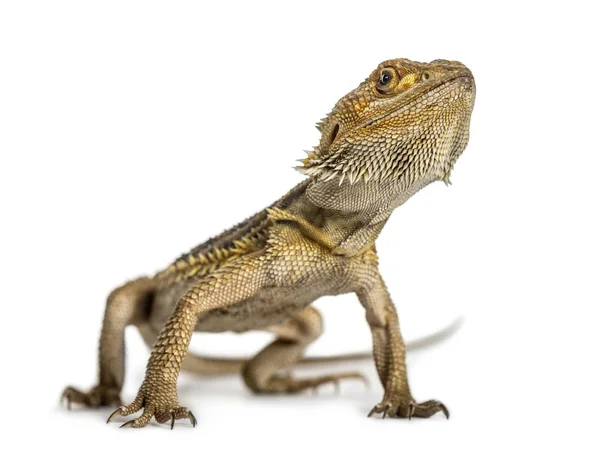 Bearded dragon staande, geïsoleerd op wit — Stockfoto