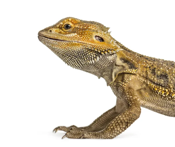 Primer plano lateral de un dragón barbudo, aislado en blanco — Foto de Stock