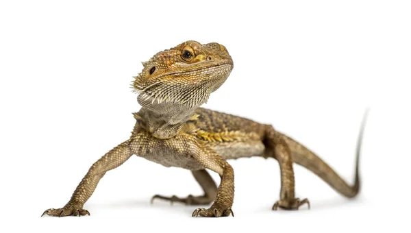 Bearded dragon staande, geïsoleerd op wit — Stockfoto