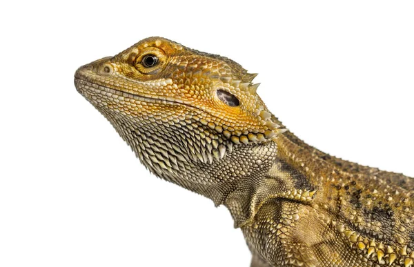 Primer plano lateral de un dragón barbudo, aislado en blanco —  Fotos de Stock