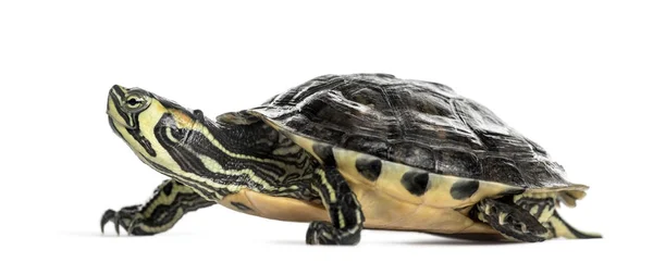 Teichschildkröte, isoliert auf weiß — Stockfoto