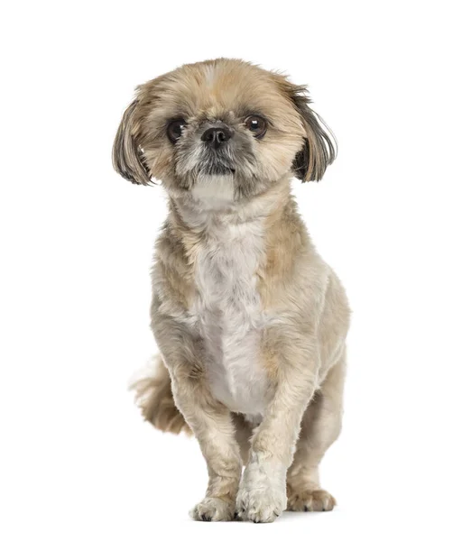 Lhasa apso staande, geïsoleerd op wit — Stockfoto