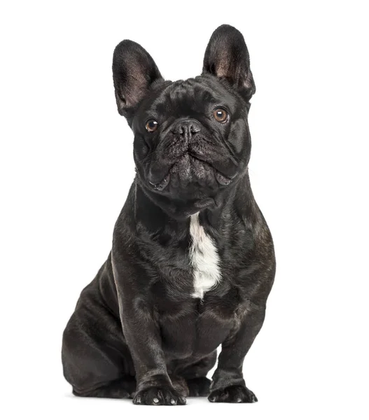 Buldogue francês sentado, isolado em branco — Fotografia de Stock