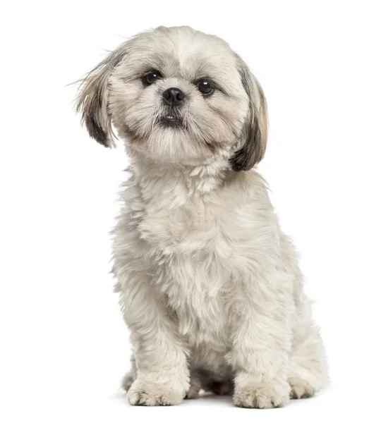 Shih Tzu sentado, isolado em branco — Fotografia de Stock