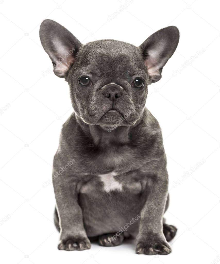 Französische bulldogge preis welpen