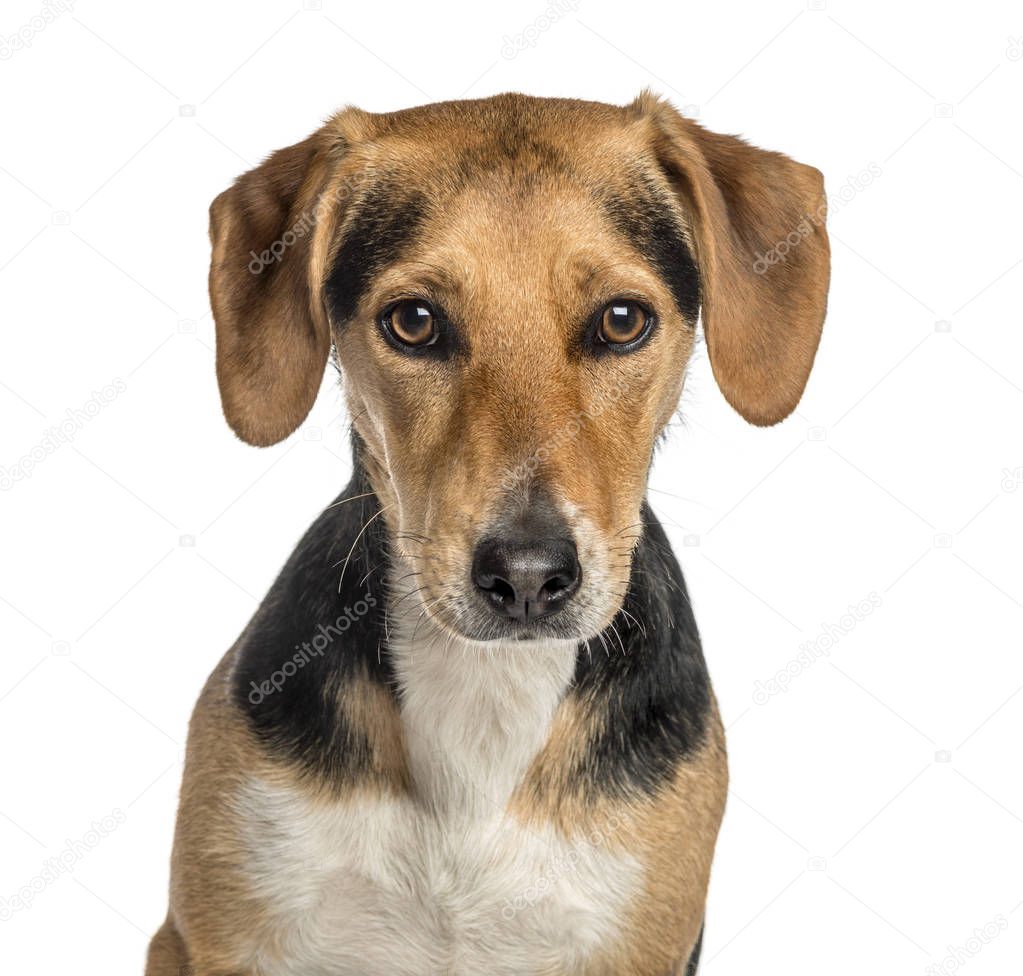 close-up of a crossbreed dog, isolated on white