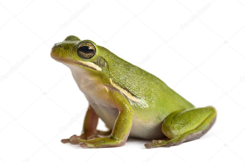 American green tree frog, isolated on white