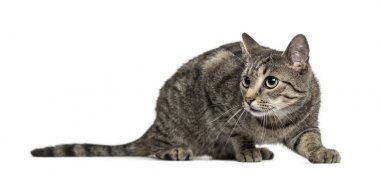 Beyaz izole özenli Avrupa kedi