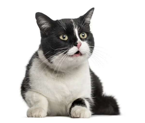 유럽 고양이 거짓말, 흰색 절연 — 스톡 사진