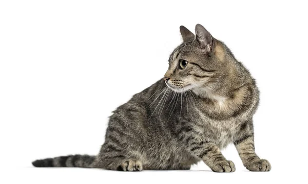 Aufmerksame europäische Katze, isoliert auf weiß — Stockfoto