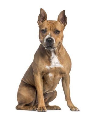 Oturmuş, üzerinde beyaz izole Amerikan mastiff