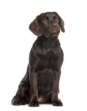 Labrador oturma, izole üzerinde beyaz