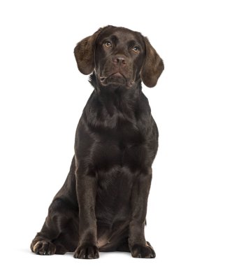 Labrador oturma, izole üzerinde beyaz