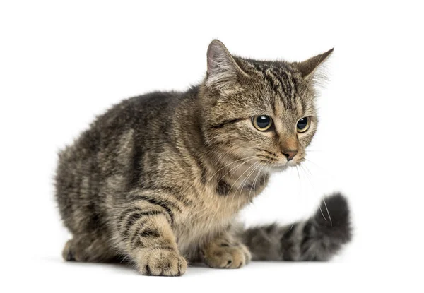 Chat européen couché, isolé sur blanc — Photo