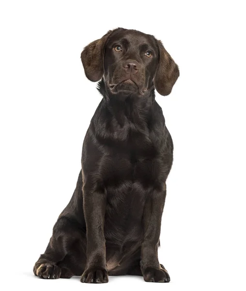 Labrador seduto, isolato su bianco — Foto Stock