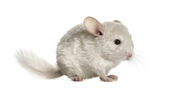 Chinhilla branco de pé, isolado em branco — Fotografia de Stock